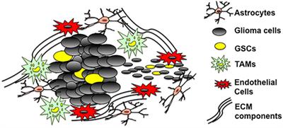 Molecular and Microenvironmental Determinants of Glioma Stem-Like Cell Survival and Invasion